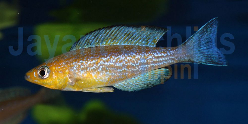 Cyprichromis leptosoma Caramba