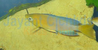 Cyprichromis leptosoma yellow head