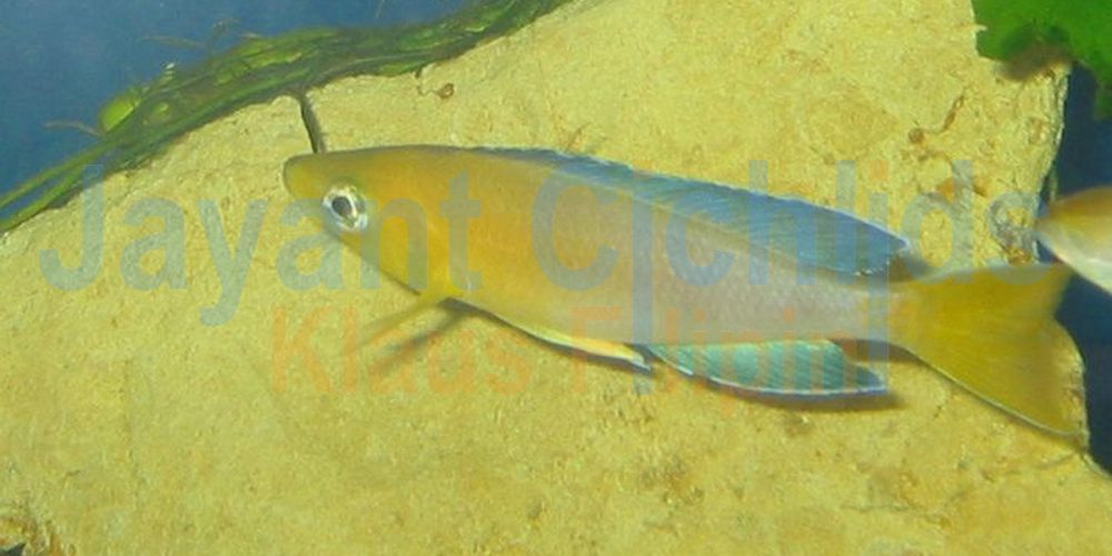 Cyprichromis leptosoma yellow head