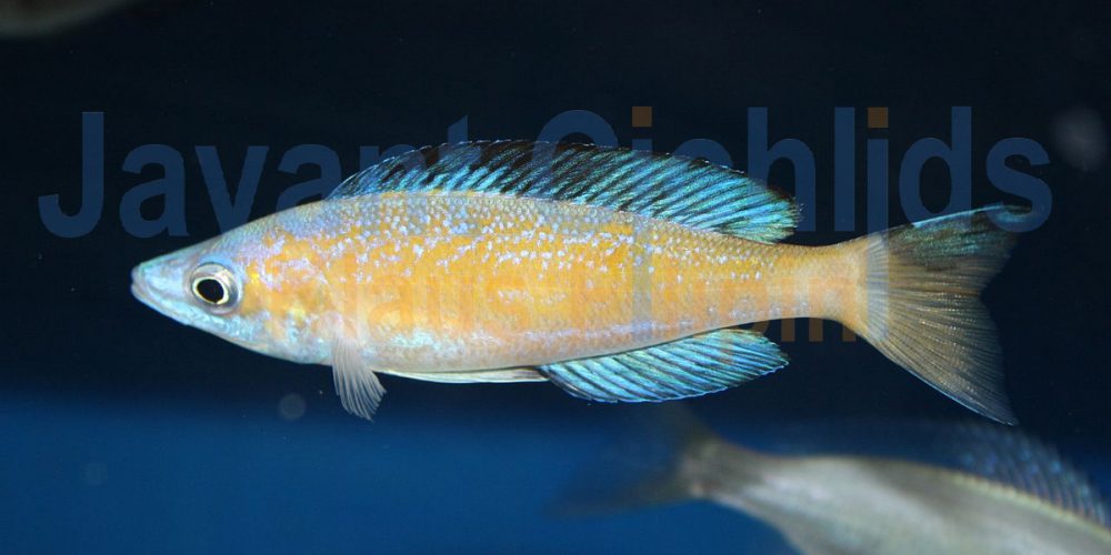 Cyprichromis microlepidotus Kasai