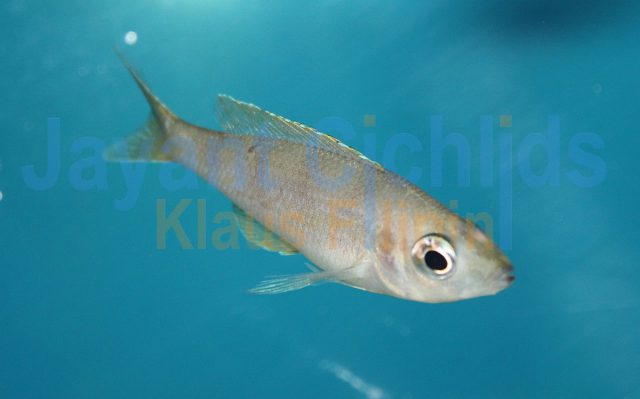 Cyprichromis microlepidotus Kibishi