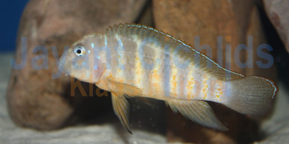 Eretmodus cyanostictus Ikola