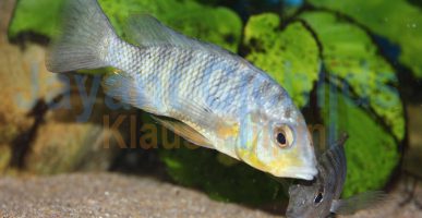 Gnathochromis pfefferi