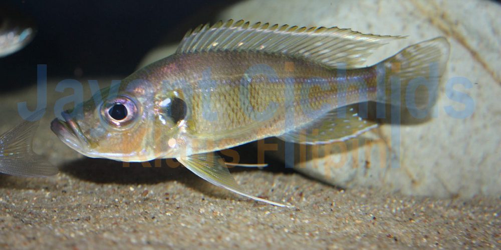 Greenwoodochromis bellcrossi