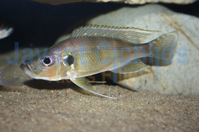 Greenwoodochromis bellcrossi