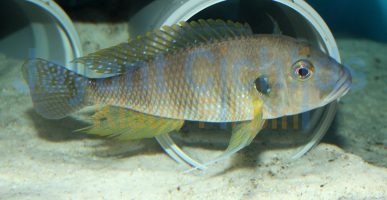 Greenwoodochromis staneri