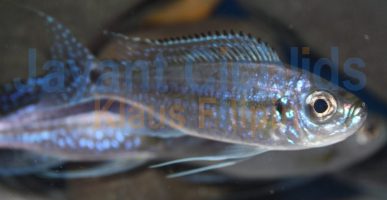 Haplotaxodon microlepis