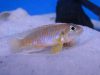 Lamprologus occelatus Gold