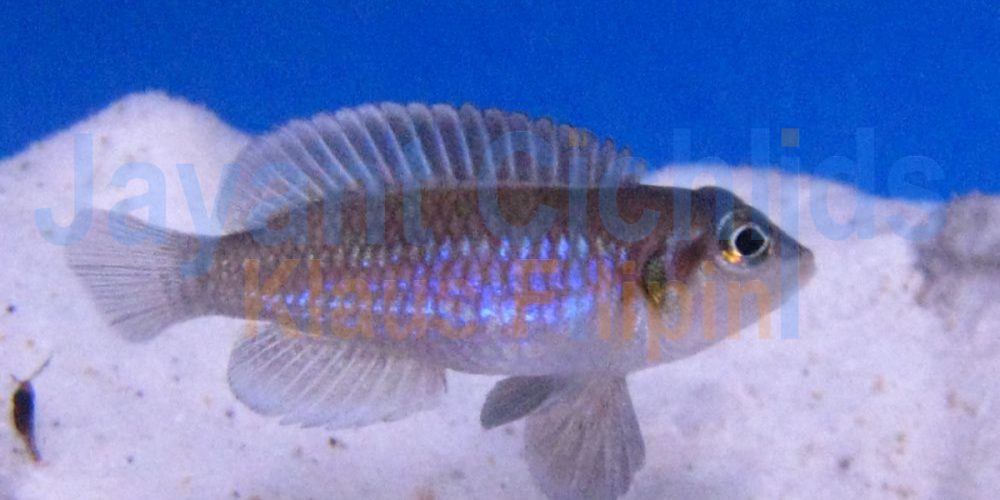 Lamprologus occelatus gold Katete