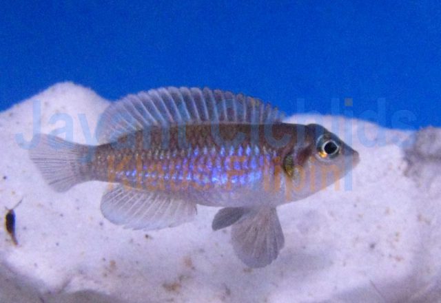 Lamprologus occelatus gold Katete