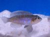 Lamprologus occelatus gold Katete