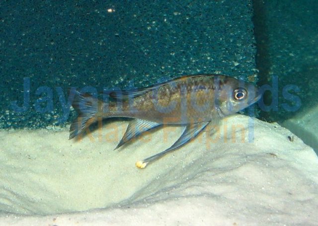 Ophthalmotilapia nasuta Bilila