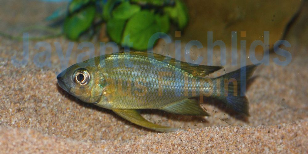 Ophthalmotilapia nasuta Caramba