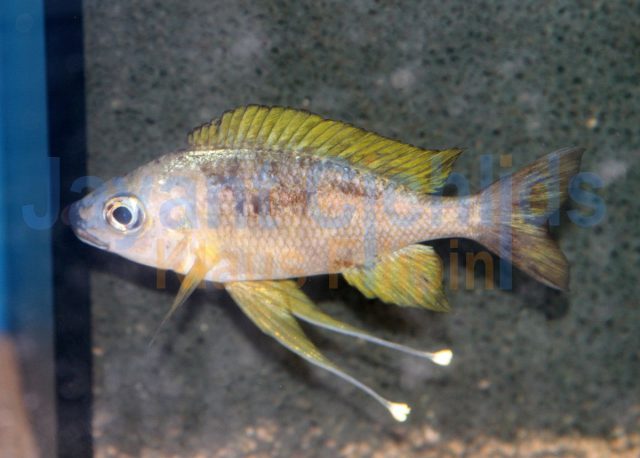 Ophthalmotilapia nasuta Kashenge