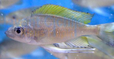 Ophthalmotilapia nasuta Kavalla