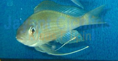 Ophthalmotilapia nasuta Mahilibili