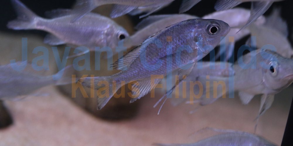 Ophthalmotilapia ventralis Kalindi