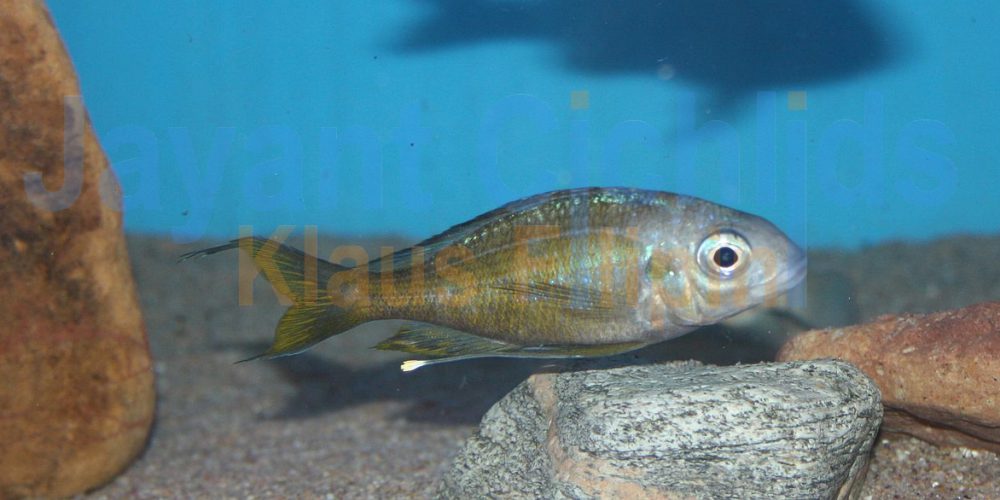 Ophthalmotilapia ventralis Kapampa