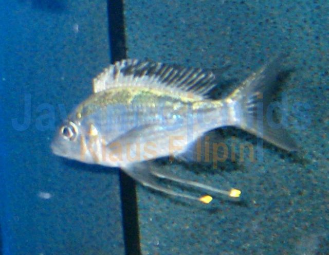 Ophthalmotilapia ventralis Kigoma