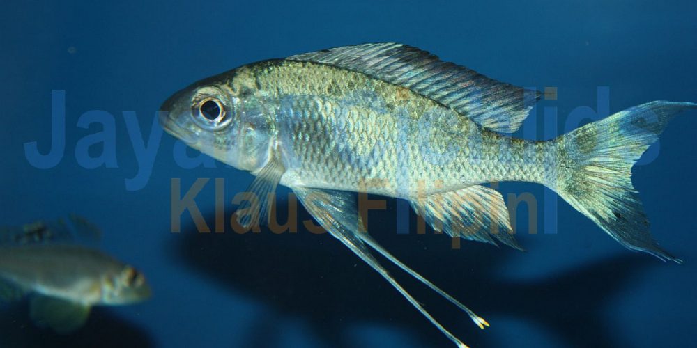 Ophthalmotilapia ventralis Kongo