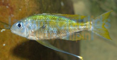 Ophthalmotilapia ventralis Mikongola