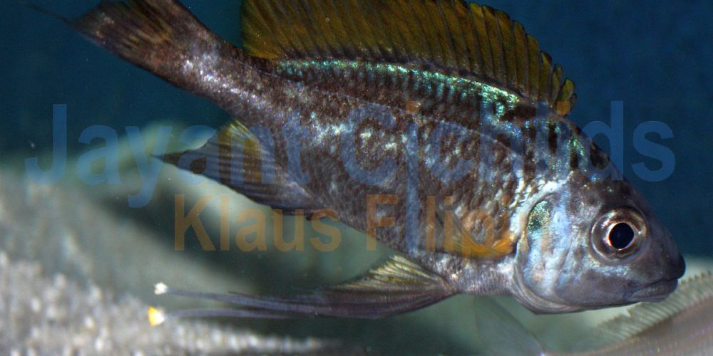 Ophthalmotilapia ventralis Nangu