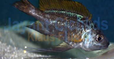 Ophthalmotilapia ventralis Nangu