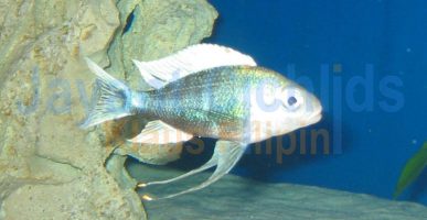 Ophthalmotilapia ventralis Nundo