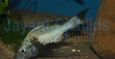 Ophthalmotilapia ventralis Tembwe