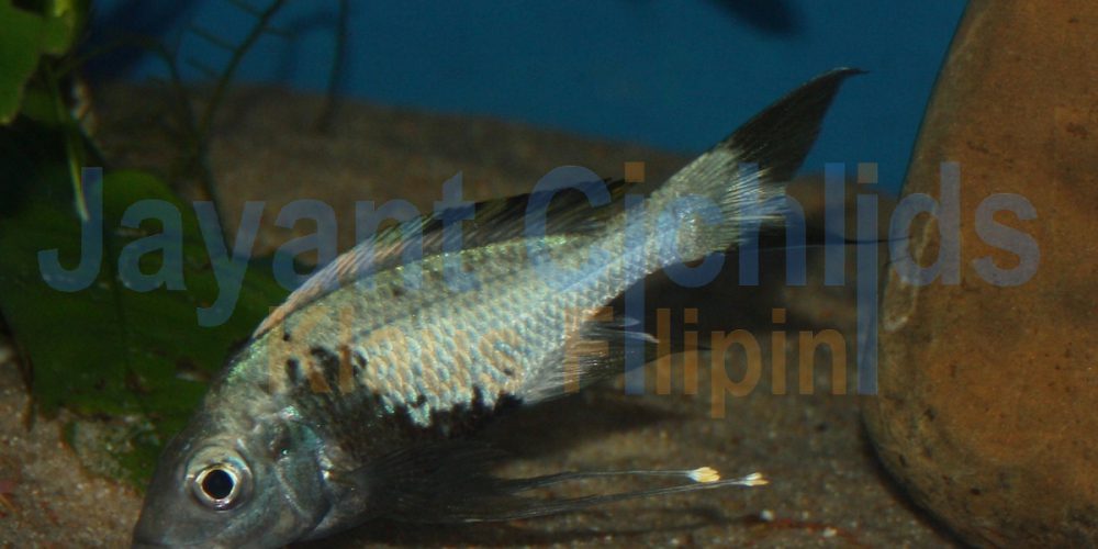 Ophthalmotilapia ventralis Tembwe