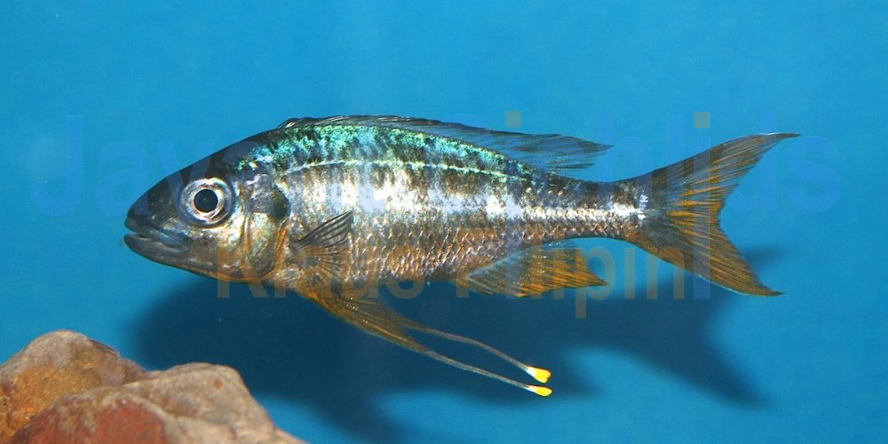 Ophthalmotilapia ventralis Ulwile