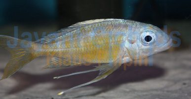 Ophthalmotilapia ventralis Zaire orange