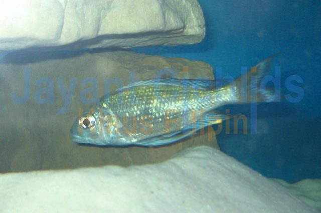 Ophthalmotilapia heterodonta Kigoma