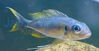 Ophthalmotilapia ventralis Kalubamba