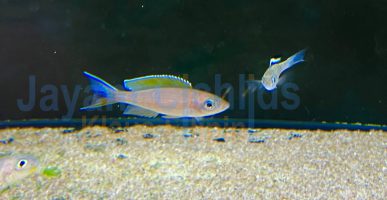 Paracyprichromis Brieni verlifer Kitumba