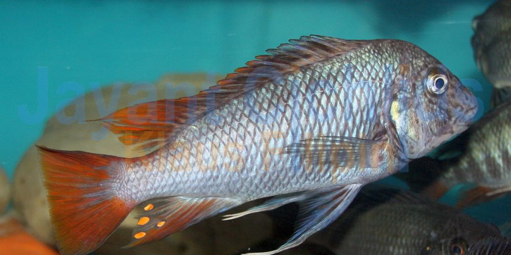 Petrochromis famula Ubwari