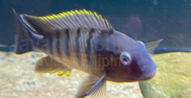 Petrochromis famula Mbite