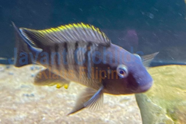 Petrochromis famula Mbite