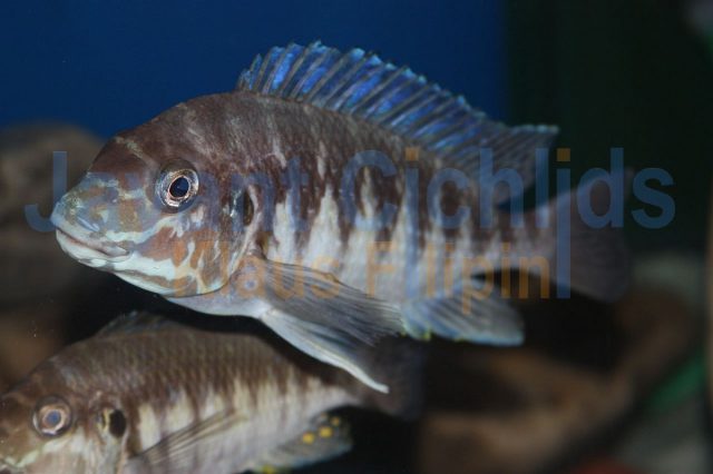 Petrochromis orthognathus Ikola