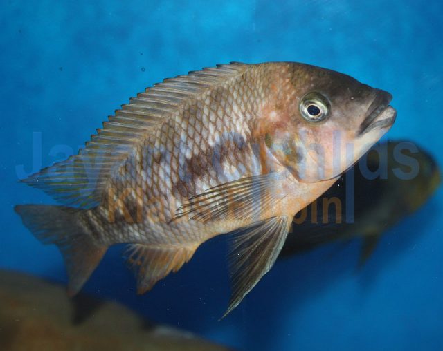 Petrochromis sp. red Bulu Point