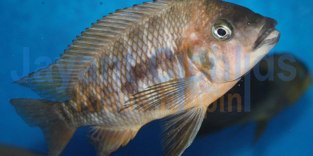 Petrochromis sp. red Bulu Point