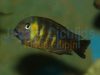 Tropheus Brichardi Canary cheek