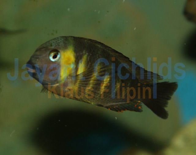 Tropheus Brichardi Canary cheek