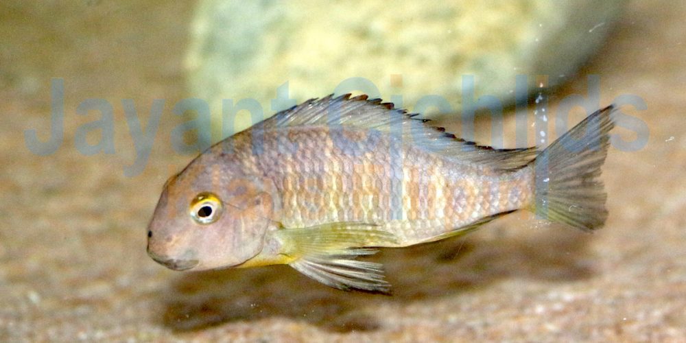 Tropheus brichardi Mzumgu