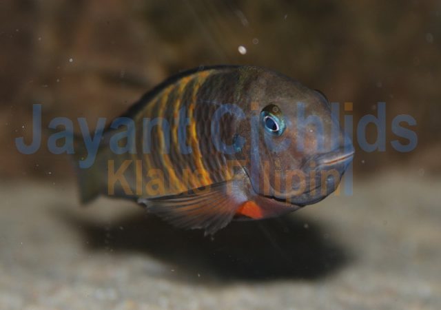 Tropheus brichardi Ubwari