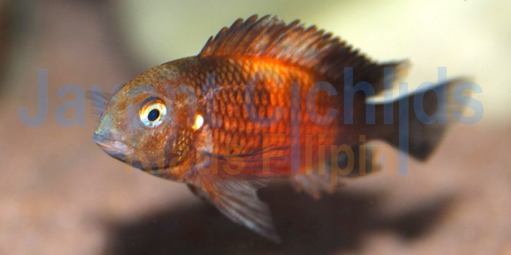 Tropheus moorii Bemba OB