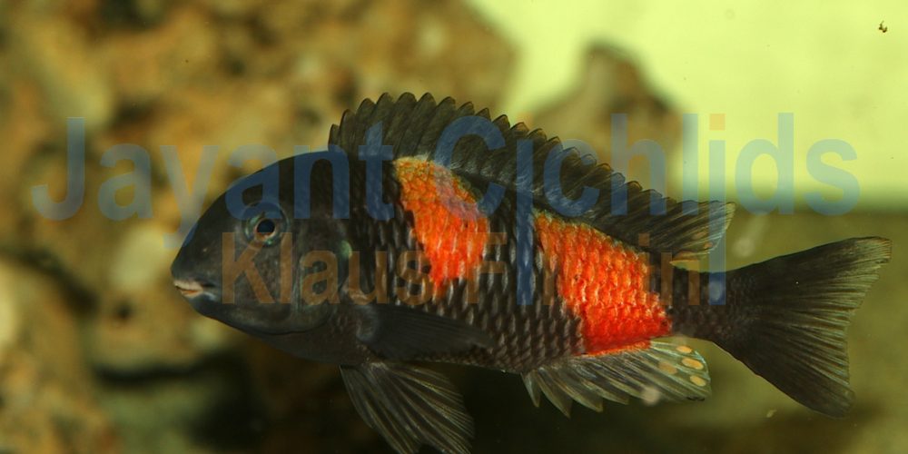 Tropheus moorii Bulu Point Kirschfleck