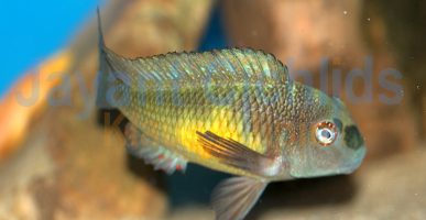 Tropheus moorii Isanga