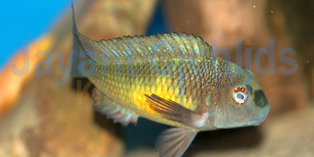 Tropheus moorii Isanga