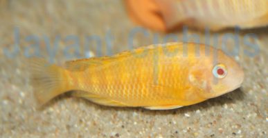 Tropheus moorii Kitumba Albino